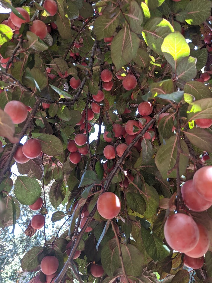 Plum tree heavy with fruit.