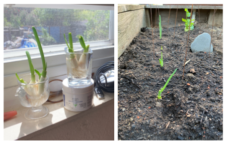 green onions can be placed in water in a sunny spot to regrow the green shoots