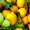 Lemons can be blended whole and frozen into cubes as a refreshing and immune boosting addition to drinks and smoothies.