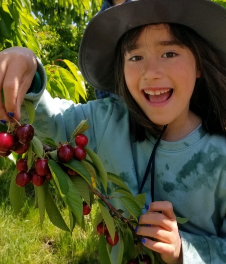 Child holding cherries picked from a tree