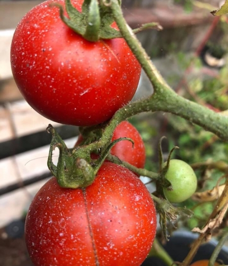 Garden Tomatoes covered in ash